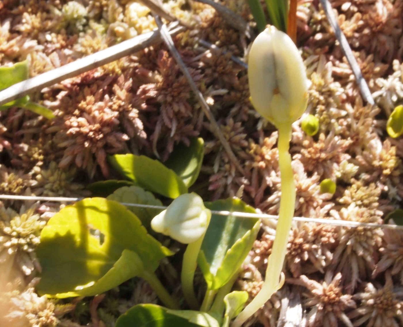 Violet, Marsh fruit